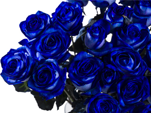 Blue roses