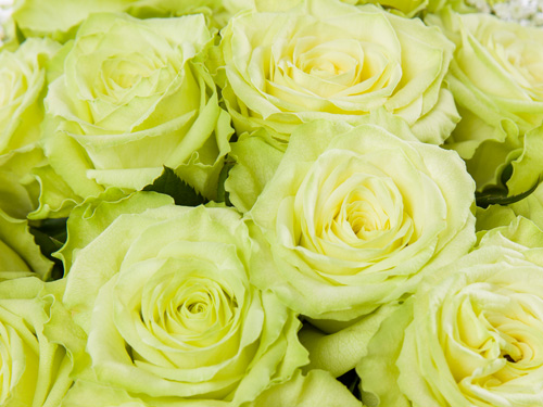 Green roses