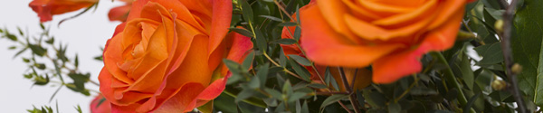 Buy 20 orange roses