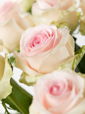 Soft pink roses