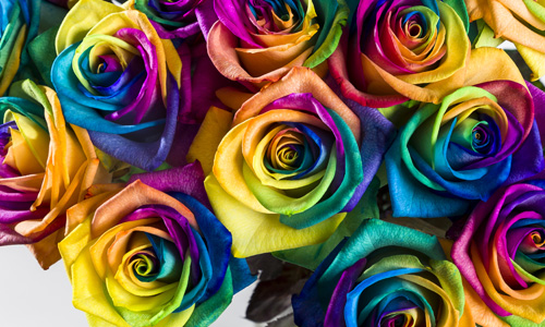 Rainbow roses