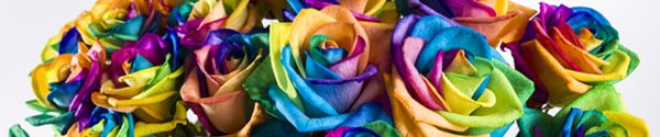 Order rainbow roses