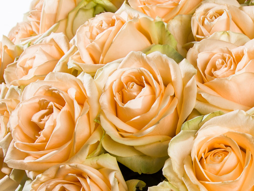 Salmon coloured roses