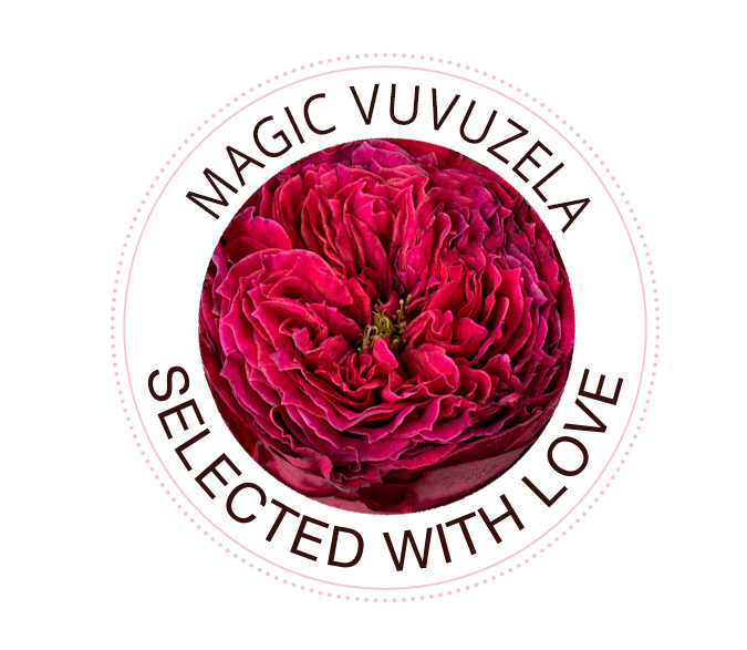 The Magic Vuvuzela rose