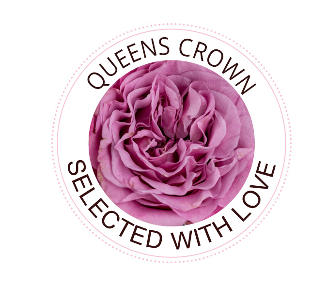 Queens Crown rose