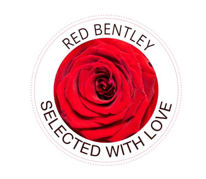 Red Bentley rose