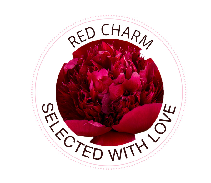 Red Charm peony