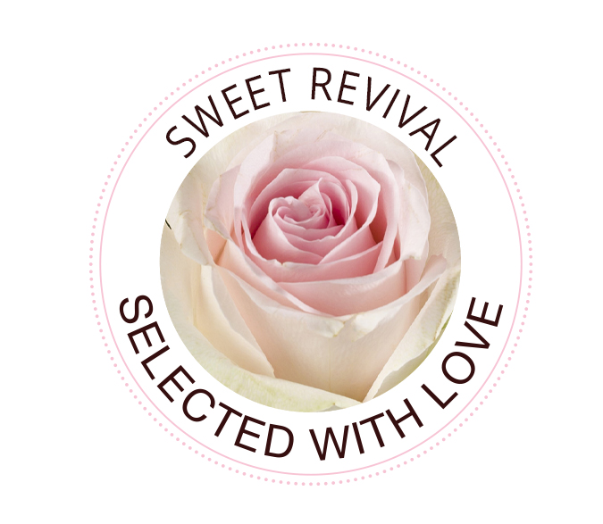 Sweet Revival rose