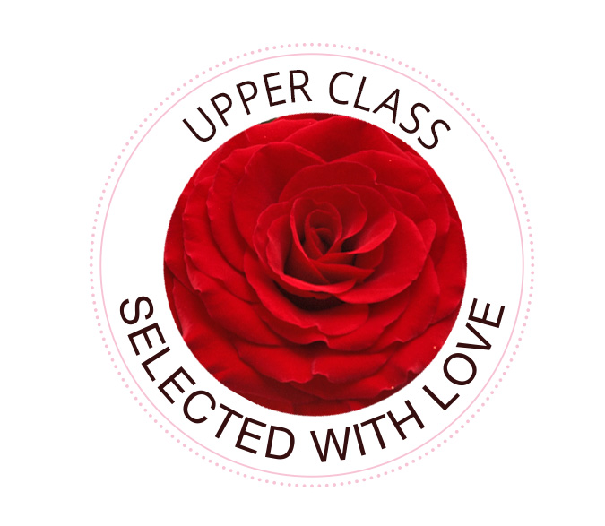 The Upper Class rose