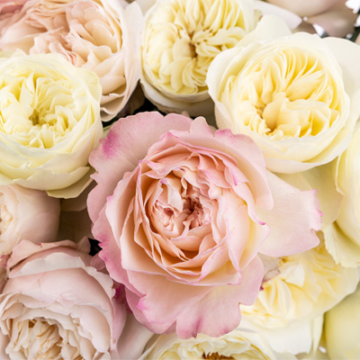 David Austin roses