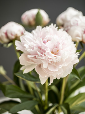 Peonies