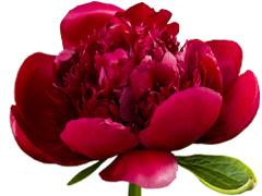 Red peony