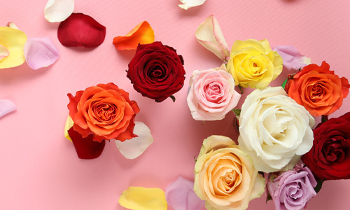 The meaning of rose colours