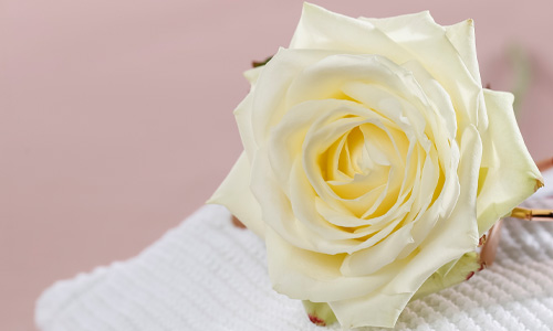 Blog: Meaning of white roses