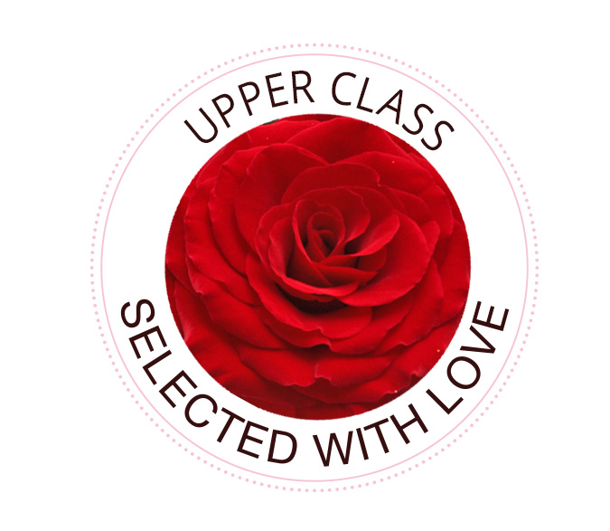 The UpperClass rose