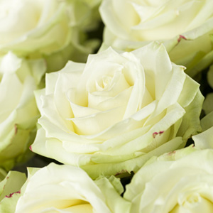 White roses